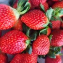 전씨농장 이미지