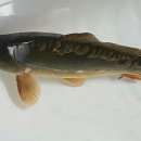 소양계곡낚시터 이미지