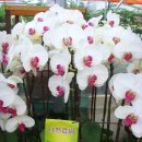 점곡초등학교 이미지