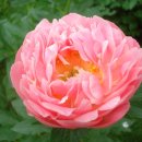 코랄(coral)