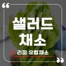 일신농장 | 프리미엄 무농약 샐러드 채소 리피 후기