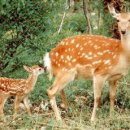 사슴은 꽃이었다 이미지