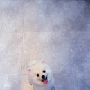 쥬티 펫 이미지