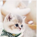 강남고양이분양 스타돌스 이미지