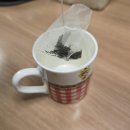 최경주홍화팜 | 근본이 다른 본디 홍화차 한잔 어때요?