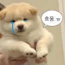 전치 앞(2) | 아인병원 전치태반 쌍둥이 제왕절개 출산 후기 의사쌤 추천 (구자남 원장님)