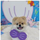 굿데이멍 이미지