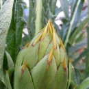 짱구농장 이미지