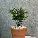 죽백4로 이미지