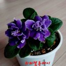 바이올렛