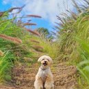 관청 근린공원 이미지