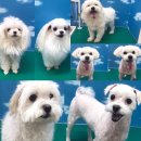 영민동물병원 이미지