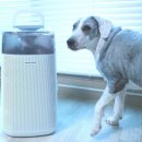 예산 위드엔젤 이미지