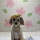 레츠개릿 네이버블로그