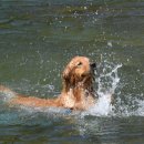 미산애견 이미지