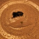 이수초등학교 | [사당 이자카야 아마이까 사당점] 무늬오징어회 맛집, 사당역 분위기 술집 추천 (4인 세트 후기)