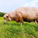 순진목장 이미지