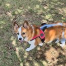 제주펫스쿨 이미지