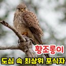 이소구농장 | 우리집 베란다에? 천연기념물 황조롱이 대처법 총정리