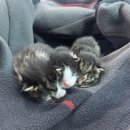 고다상사 이미지