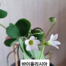 사랑초 바이올리시아 이미지