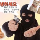 안녕고양이 이미지