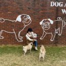 개으른세상 도그푸드 이미지