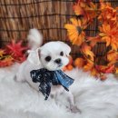 주안진흥아파트 이미지