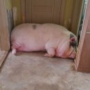 돼지 이미지