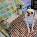 오렌지독하우스 이미지