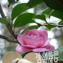 우리집강아지옷장