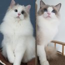 젤로돌스 이미지