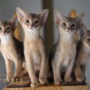 캐터리 페르마타 이미지