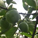 한덕농장 이미지