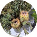 세도농협 농산물유통센터 | 🌸 부경원예농협 방문 후기: 싱그러움 가득한 원예 세상! 🌿