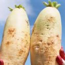 장사농장 이미지