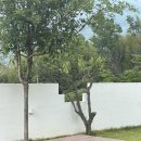산내초등학교 | 부산 근교 마당과 바베큐까지 완벽했던 애견펜션 핑코하우스