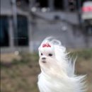 (주)씨바이오