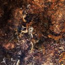 영상칼럼 `Netizen Photo News` `2014. 11. 6 (목) 이미지