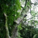 대마도 하치만구 진자 (はちまんくじんじゃ 八幡宮神社;팔번궁신사) 이미지