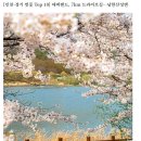 [인천·경기 벚꽃 Top 10] 에버랜드, 7km 드라이브길…남한산성엔 이미지
