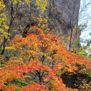 청송 주왕산, 주산지 단풍 여행 이미지