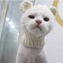 고양이 미용& 호텔 우연히, 캣 이미지