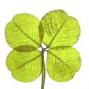 크로바펜션 이미지