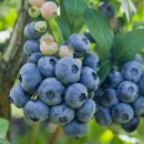 남부농원 이미지