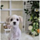 우리동네펫샵 이미지