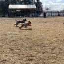 돌봐줄개 이미지