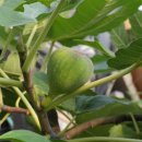 무화과나무 이미지