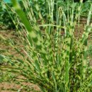 선형2농장 이미지