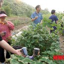 김옥태 농장 이미지